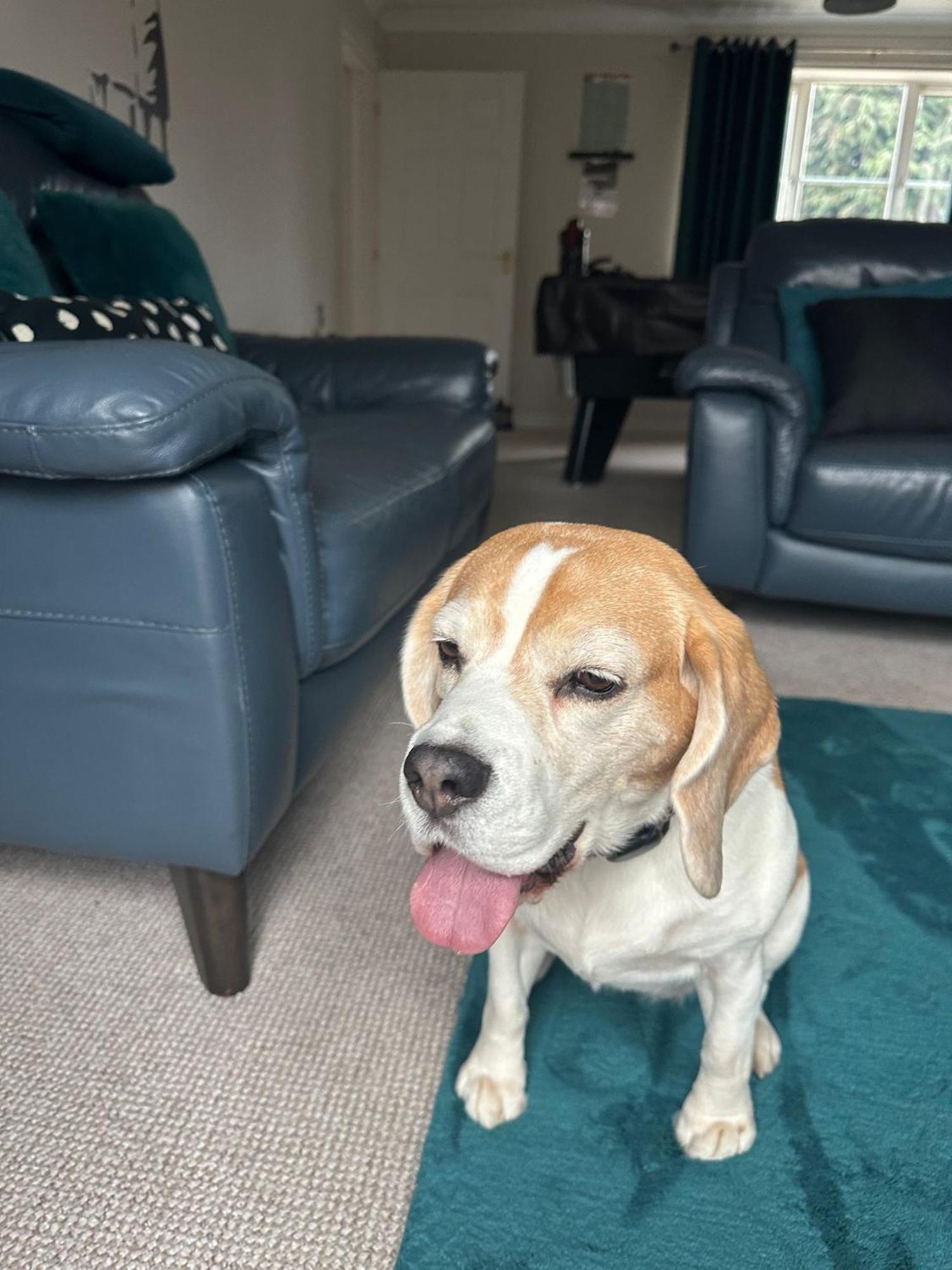 Hereford - Finch House - Modern 4 Bedroom House Located In South Hereford, Dog Friendly With Nearby Countryside, Pool Table, Sleeps Up To 10 Guests - Hosted By Rentmyhouse 외부 사진